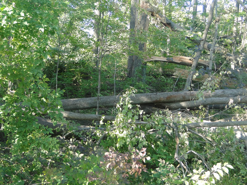 /pictures/Trail Clean Up 2018/DSC06579.jpg